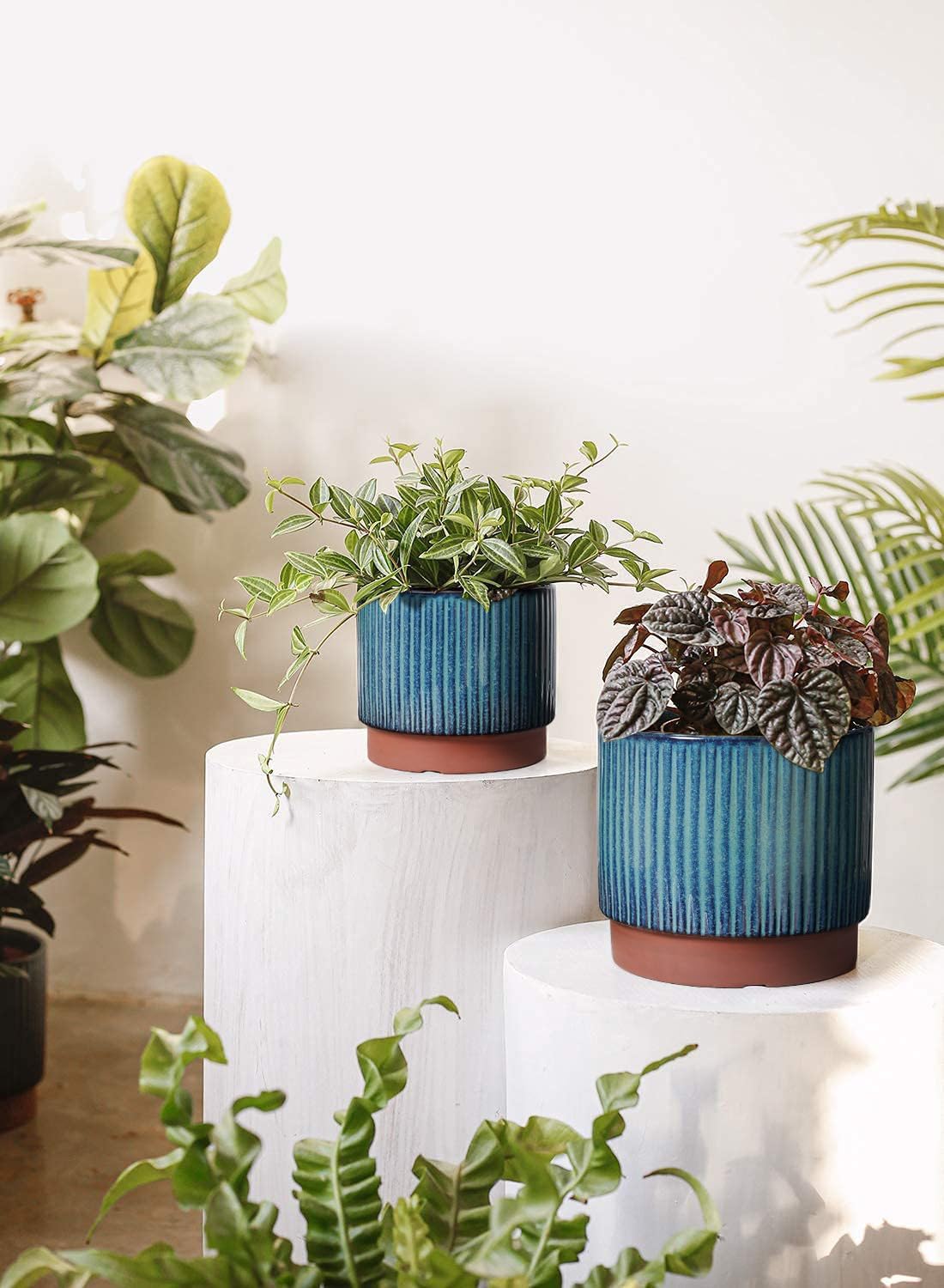 Set of 3 Ceramic Plant Pots wi - Aloe Vera Pot review and price