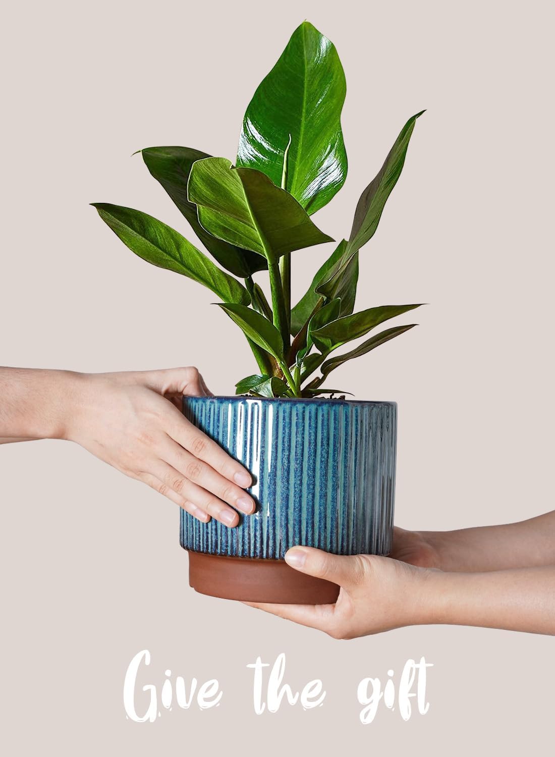 Set of 3 Ceramic Plant Pots wi - Aloe Vera Pot review and price