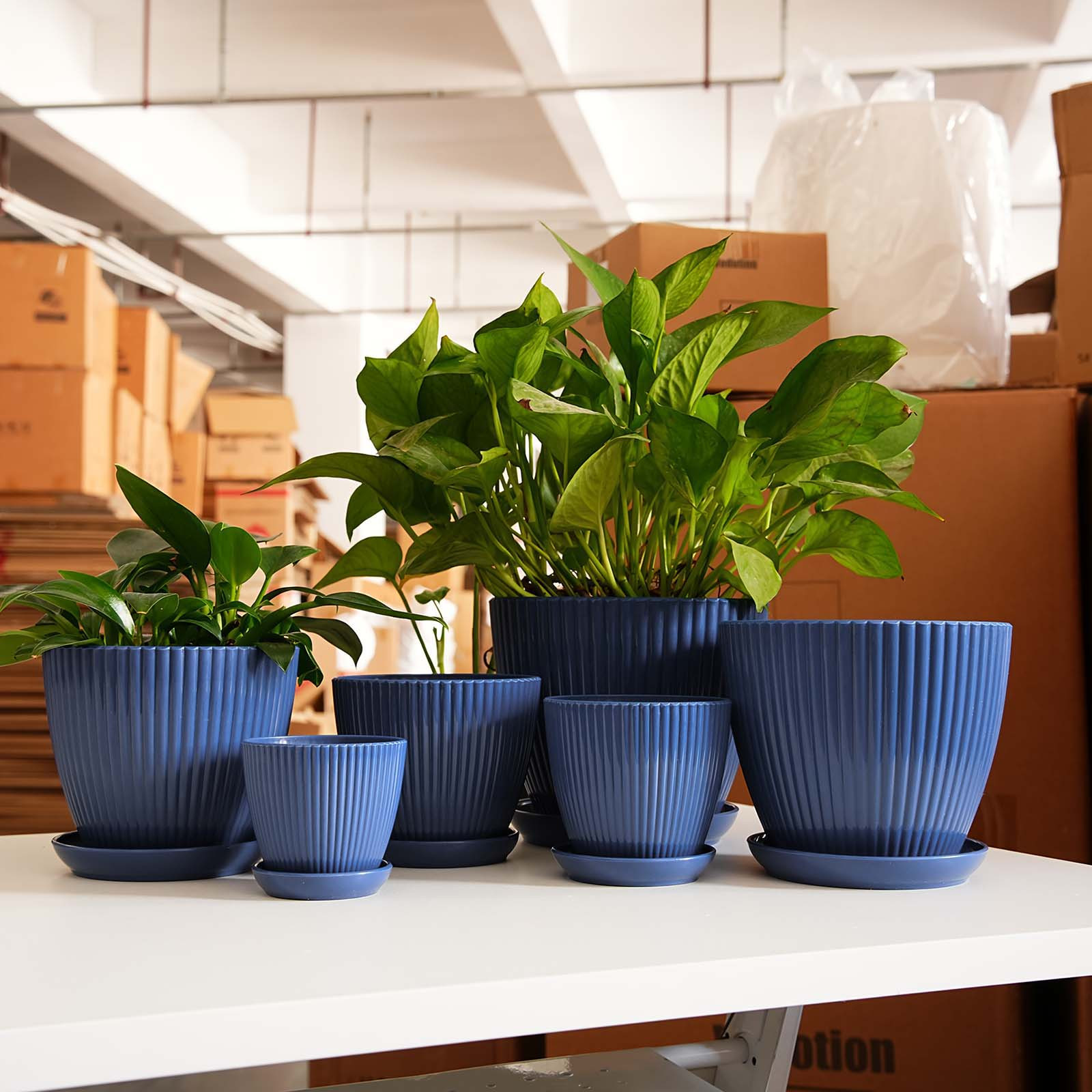 Vertical Striped Thickened Pla - Pilea Peperomioides review and price