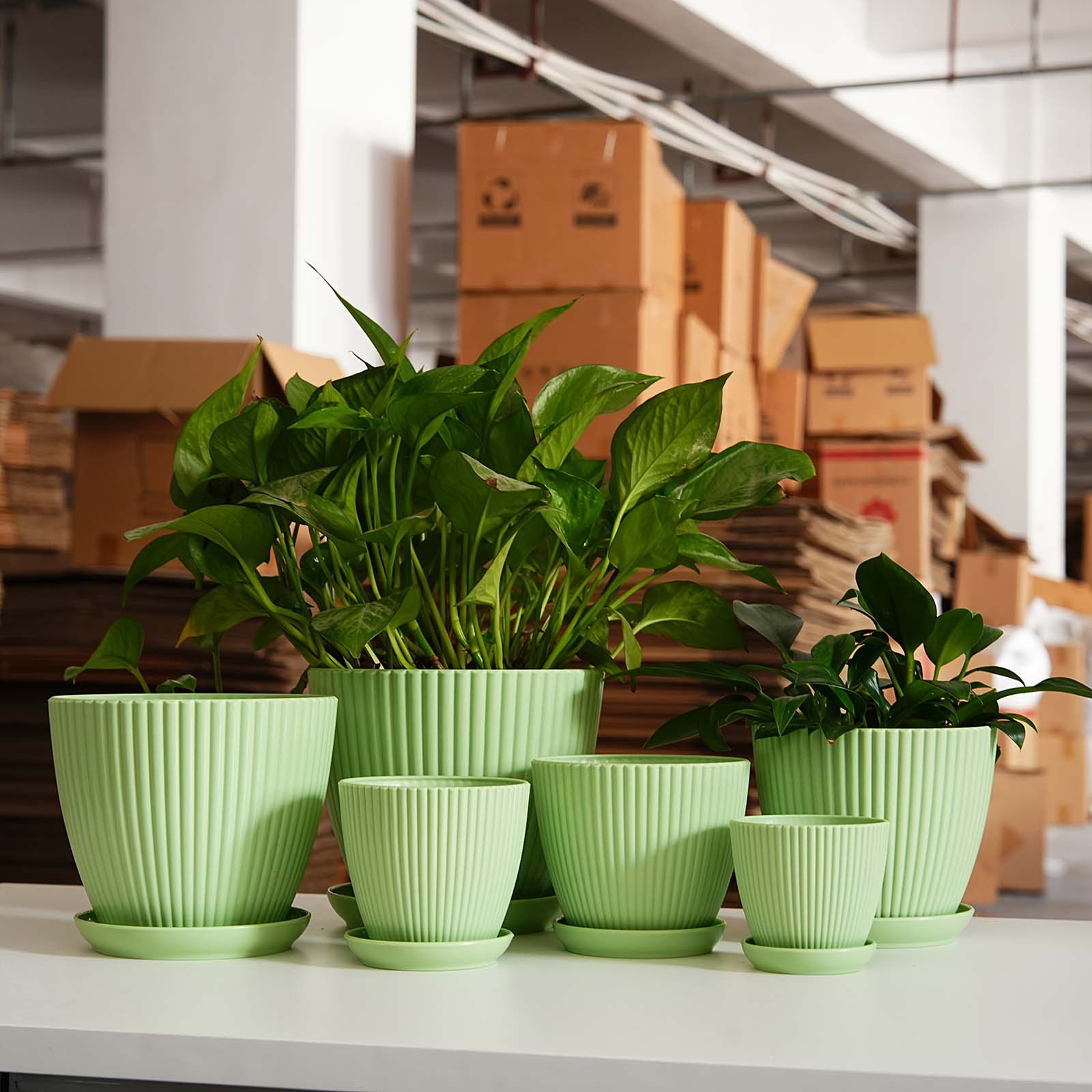 Vertical Striped Thickened Pla - Pilea Peperomioides review and price