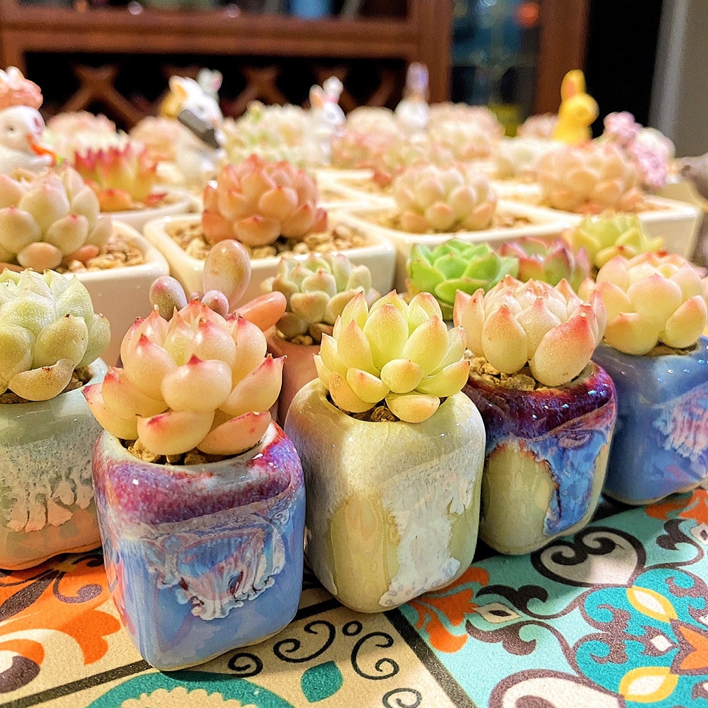 10Pcs Mini Ceramics Fowerpot M - Echeveria Succulent review and price