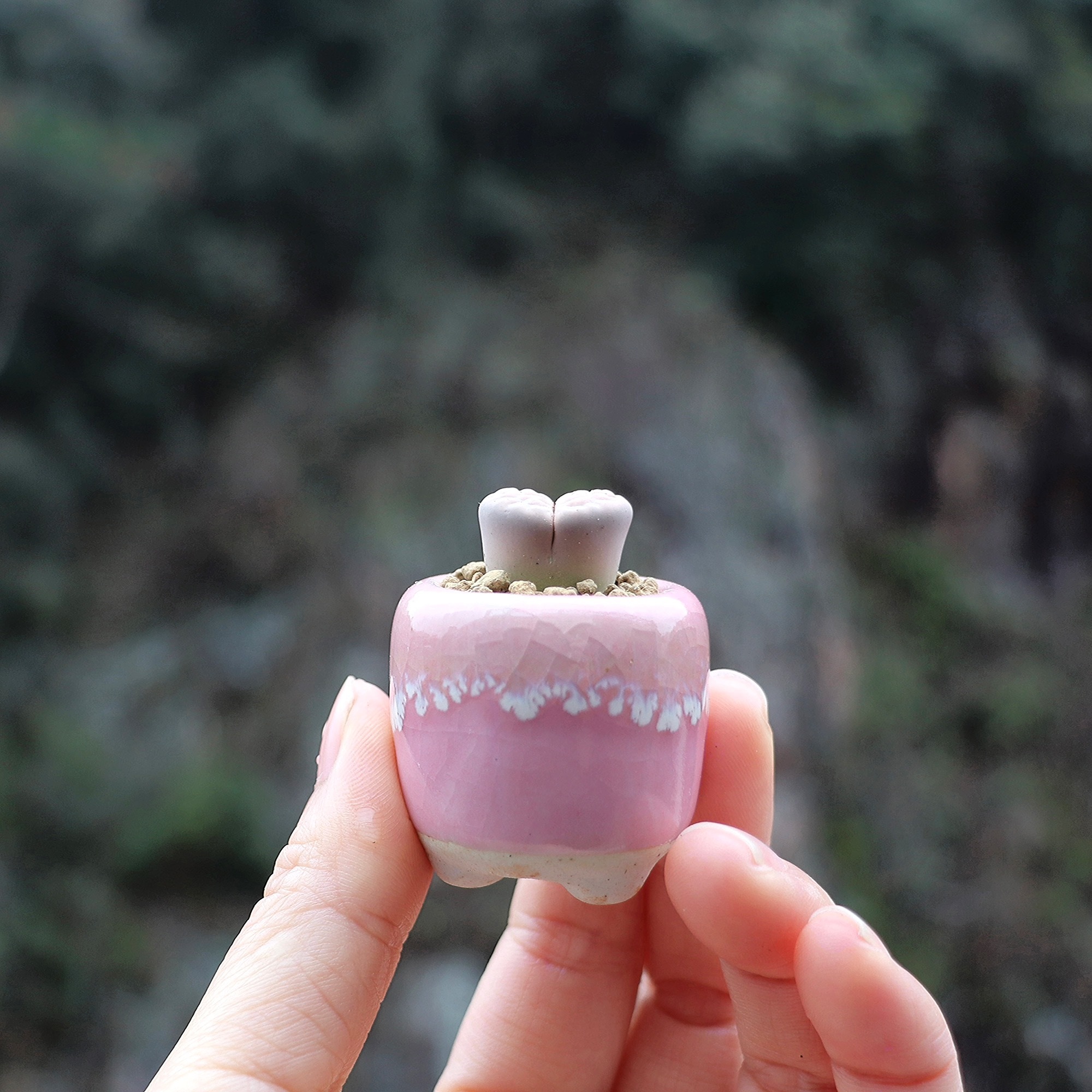 10Pcs Mini Ceramics Fowerpot M - Echeveria Succulent review and price