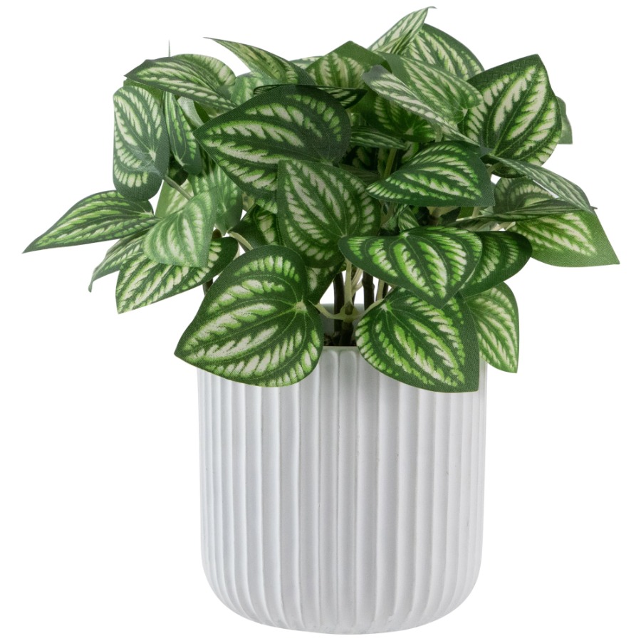 Artificial Watermelon Peperomi - Peperomia Watermelon review and price