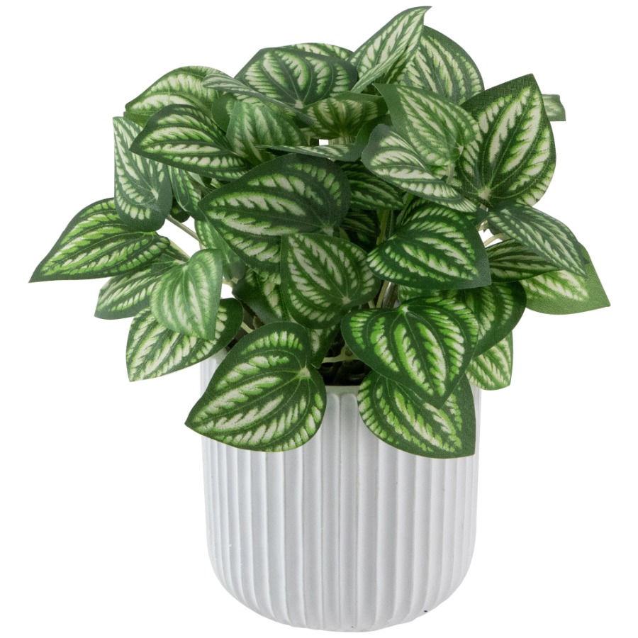 Artificial Watermelon Peperomi - Peperomia Watermelon review and price