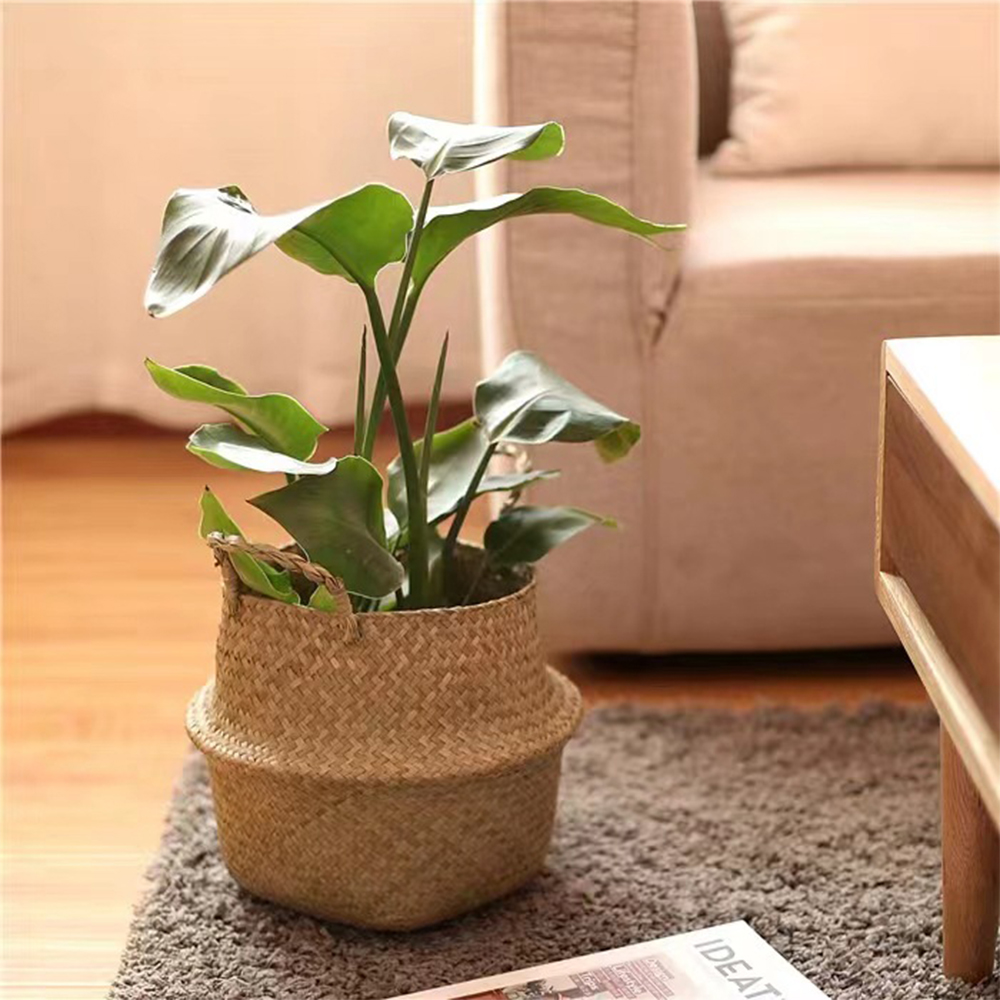 Plant Basket with Handles Wick - Aloe Vera Pot review and price