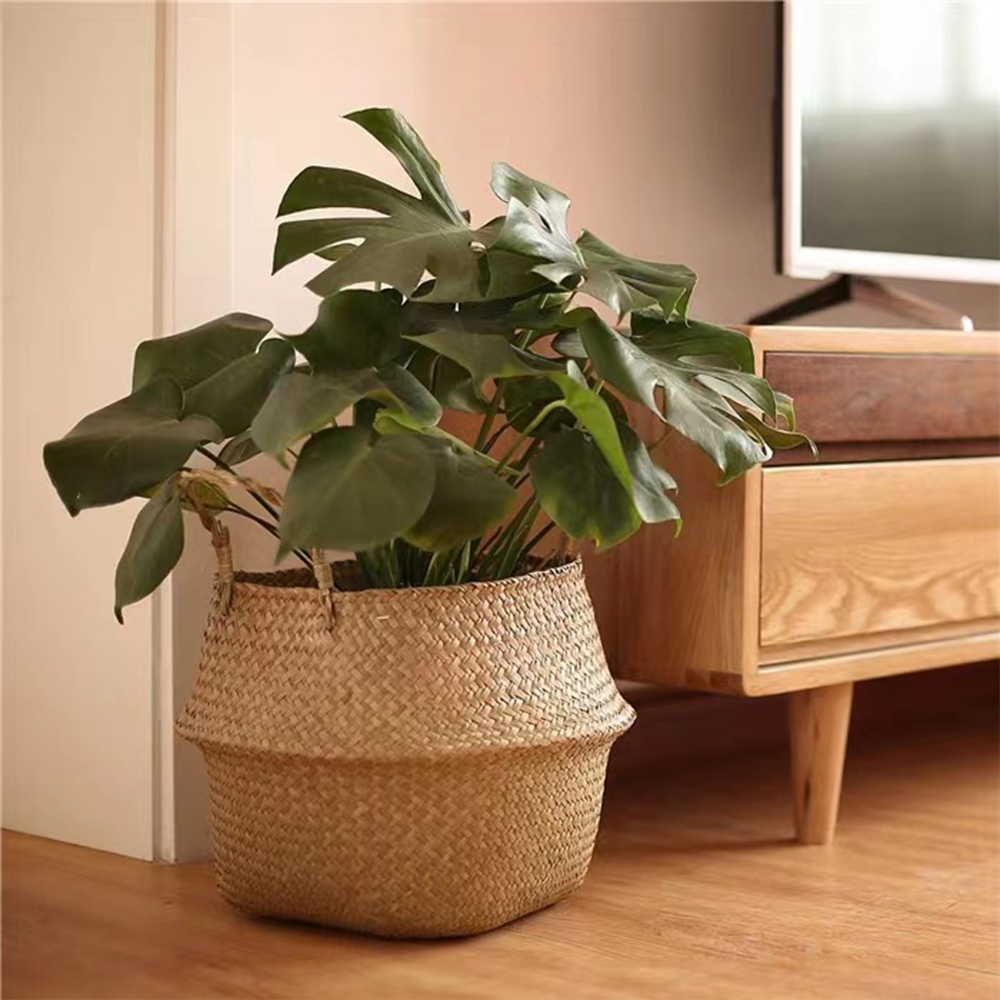 Plant Basket with Handles Wick - Aloe Vera Pot review and price