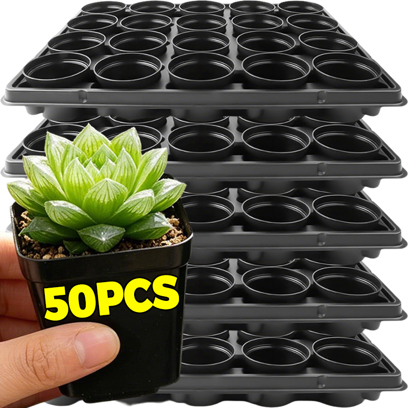 10/50Pcs Square Succulent Plas - Echeveria Succulent review and price