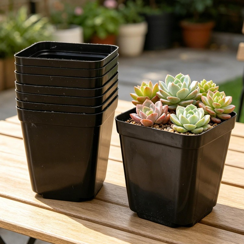 10/50Pcs Square Succulent Plas - Echeveria Succulent review and price