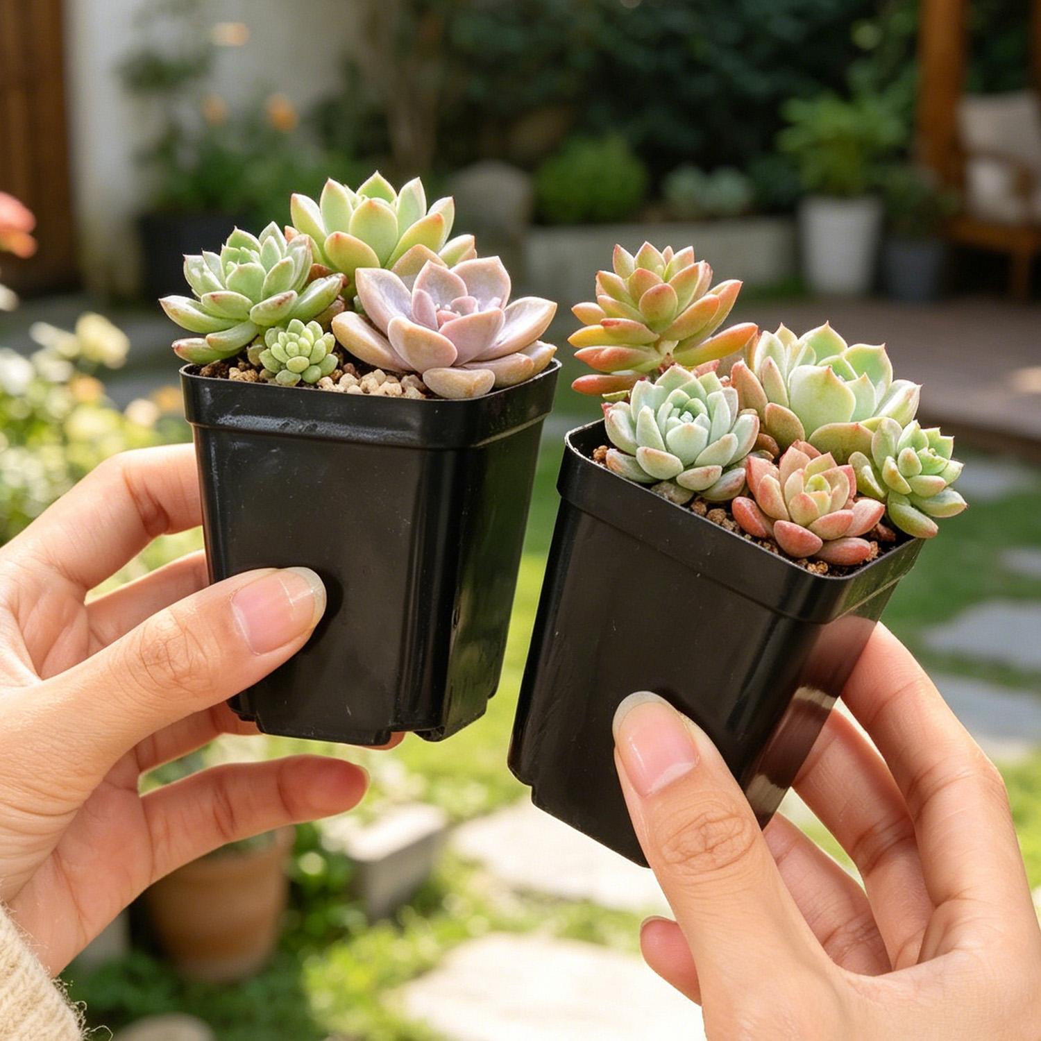 10/50Pcs Square Succulent Plas - Echeveria Succulent review and price