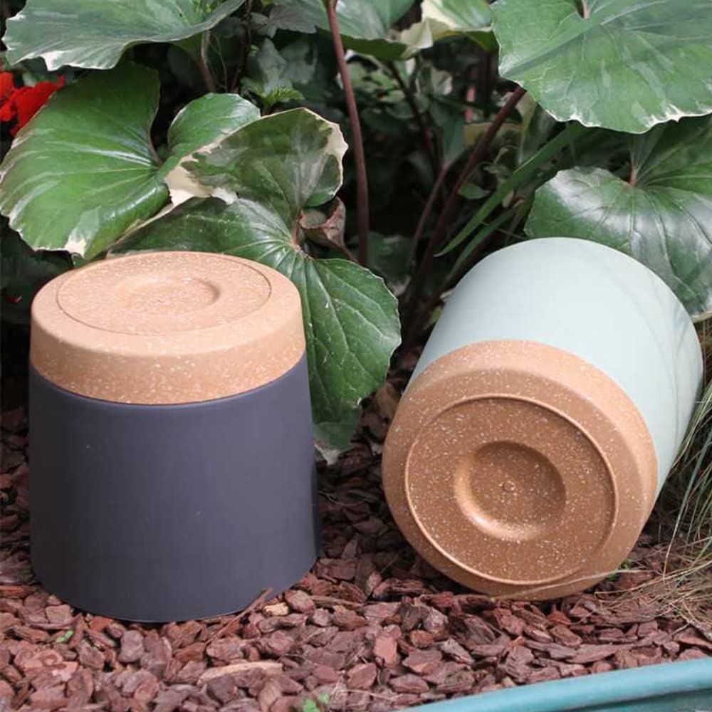 Plant POTS, lightweight large  - Pilea Peperomioides review and price