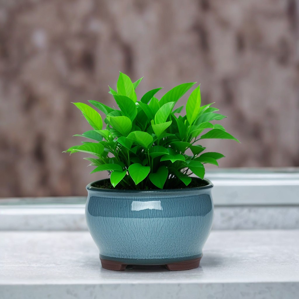 Ceramic Garden Planter Pots Ce - Pilea Peperomioides review and price