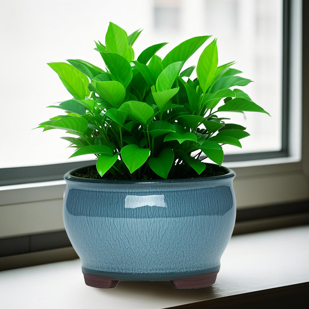 Ceramic Garden Planter Pots Ce - Pilea Peperomioides review and price