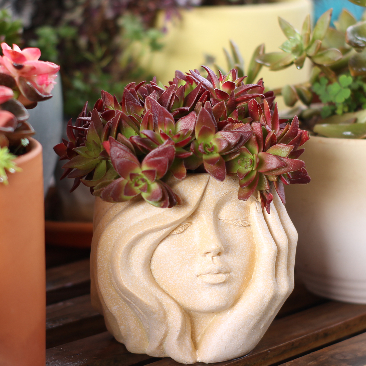 Face-Shaped Flower Pot Suitabl - Pilea Peperomioides review and price