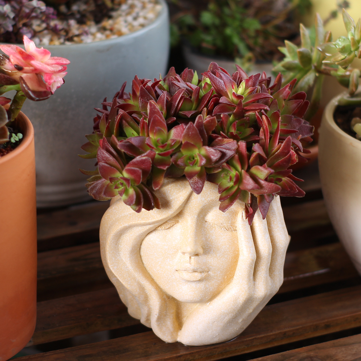 Face-Shaped Flower Pot Suitabl - Pilea Peperomioides review and price