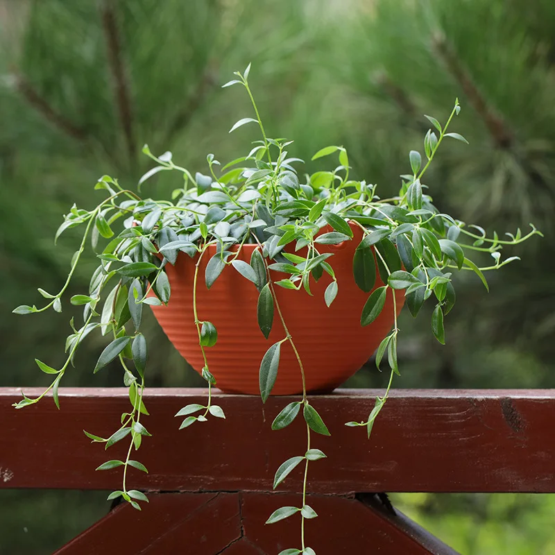 Plastic hanging basket flower  - Spider Plant Hanging review and price